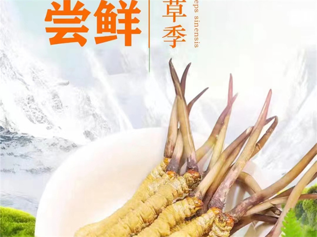 冬蟲夏草可以嫁接嗎？冬蟲夏草的形成過程極為特殊和復(fù)雜