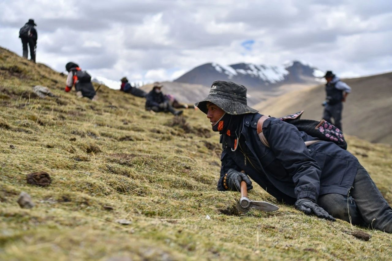 2.99萬(wàn)公斤！那曲市冬蟲夏草產(chǎn)量創(chuàng)新高
