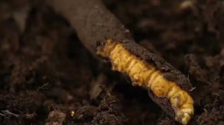 冬蟲夏草：高原之靈，健康之謎