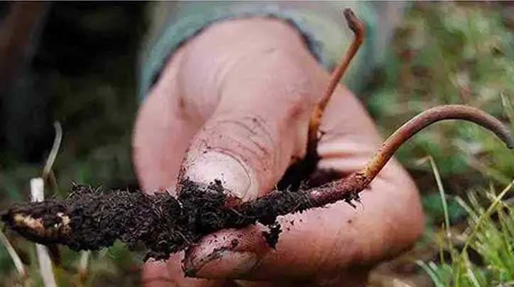 那曲冬蟲(chóng)夏草的獨(dú)特魅力與差異化解析