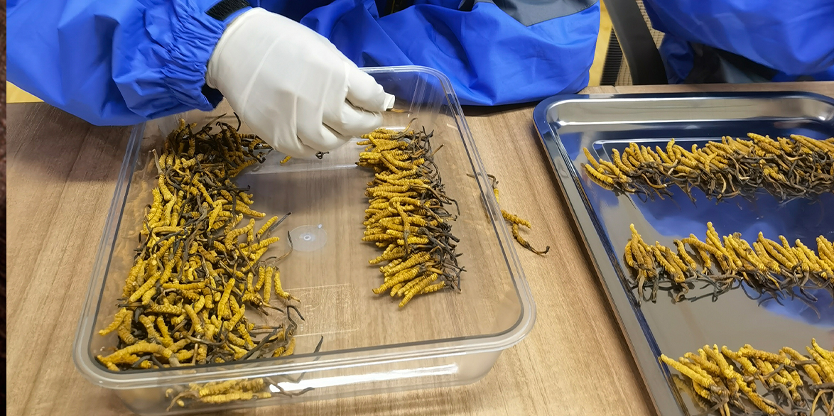 那曲冬蟲(chóng)夏草鮑魚(yú)湯