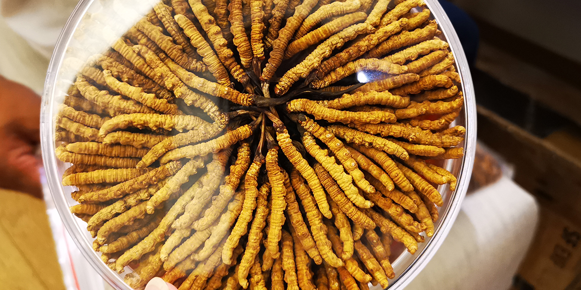 冬蟲(chóng)夏草燉雞湯——滋補(bǔ)養(yǎng)生的佳選