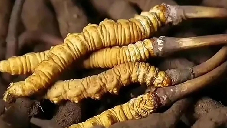  那曲蟲(chóng)草市場(chǎng)亂象揭秘：如何避免買到假貨？