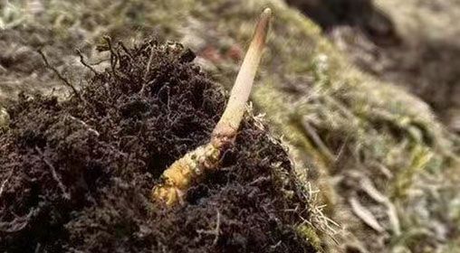  <a href=http://m.cyts-zx.com/xinxian/ target=_blank class=infotextkey>鮮冬蟲夏草</a>的多樣食用方法