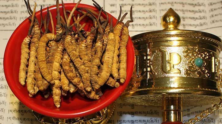 <a href=http://m.cyts-zx.com/ target=_blank class=infotextkey>那曲<a href=http://m.cyts-zx.com/ target=_blank class=infotextkey>冬蟲夏草</a></a>的有哪些藥用價(jià)值