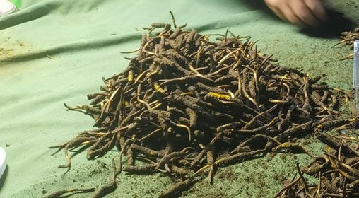 <a href=http://m.cyts-zx.com/xinxian/ target=_blank class=infotextkey>鮮冬蟲夏草</a>的正確食用方法指南