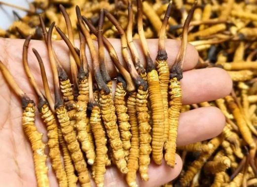 <a href=http://m.cyts-zx.com/sdph/zcw/ target=_blank class=infotextkey>珍草王冬蟲夏草</a>是真的嗎？