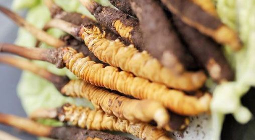 <a href=http://m.cyts-zx.com/xinxian/ target=_blank class=infotextkey>鮮冬蟲夏草</a>功效與食用方法詳解