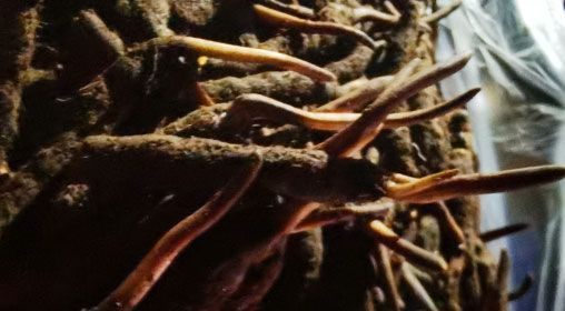 <a href=http://m.cyts-zx.com/xinxian/ target=_blank class=infotextkey>新<a href=http://m.cyts-zx.com/xinxian/ target=_blank class=infotextkey>鮮冬蟲夏草</a></a>的多種食用方法