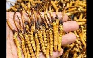 珍草王冬蟲夏草是真的嗎？揭秘珍稀藥材的真相