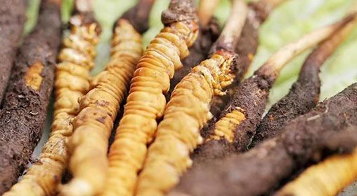 <a href=http://m.cyts-zx.com/xinxian/ target=_blank class=infotextkey>新<a href=http://m.cyts-zx.com/xinxian/ target=_blank class=infotextkey>鮮冬蟲夏草</a></a>怎么洗 