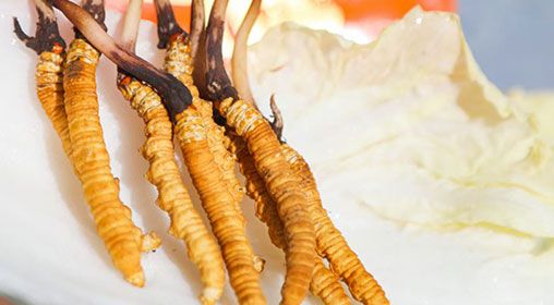 <a href=http://m.cyts-zx.com/xinxian/ target=_blank class=infotextkey>新<a href=http://m.cyts-zx.com/xinxian/ target=_blank class=infotextkey>鮮冬蟲(chóng)夏草價(jià)格</a></a>  