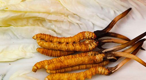 那曲雪域<a href=http://m.cyts-zx.com/xinxian/ target=_blank class=infotextkey>新<a href=http://m.cyts-zx.com/xinxian/ target=_blank class=infotextkey>鮮冬蟲夏草</a></a>