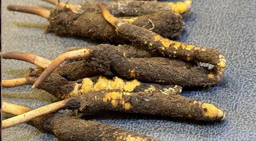 新鮮冬蟲夏草壞了：原因、識別與應(yīng)對策略