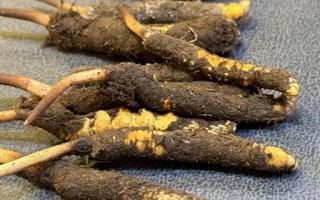 新鮮冬蟲夏草壞了：原因、識別與應(yīng)對策略