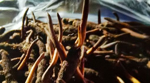 <a href=http://m.cyts-zx.com/xinxian/ target=_blank class=infotextkey>新<a href=http://m.cyts-zx.com/xinxian/ target=_blank class=infotextkey>鮮冬蟲夏草</a></a>排骨湯