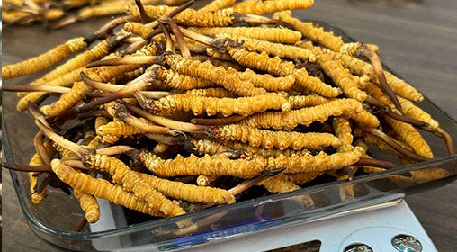 <a href=http://m.cyts-zx.com/s/brxcc target=_blank class=infotextkey>比如縣冬蟲夏草</a>新鮮度