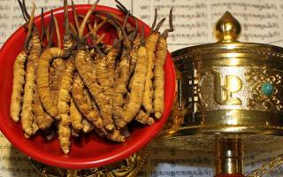 珍峰家的冬蟲夏草是真的嗎