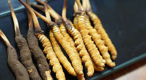 魚翅與<a href=http://m.cyts-zx.com/xinxian/ target=_blank class=infotextkey>新<a href=http://m.cyts-zx.com/xinxian/ target=_blank class=infotextkey>鮮冬蟲夏草</a></a>