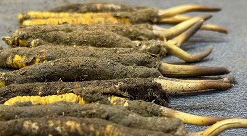 那曲<a href=http://m.cyts-zx.com/xinxian/ target=_blank class=infotextkey>新<a href=http://m.cyts-zx.com/xinxian/ target=_blank class=infotextkey>鮮冬蟲夏草</a></a>采摘