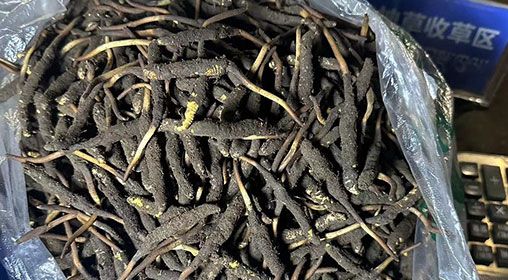 <a href=http://m.cyts-zx.com/xinxian/ target=_blank class=infotextkey>新<a href=http://m.cyts-zx.com/xinxian/ target=_blank class=infotextkey>鮮冬蟲夏草</a></a>出售