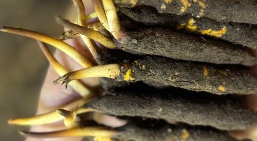 <a href=http://m.cyts-zx.com/xinxian/ target=_blank class=infotextkey>新<a href=http://m.cyts-zx.com/xinxian/ target=_blank class=infotextkey>鮮冬蟲夏草</a></a>晾曬 