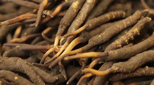 <a href=http://m.cyts-zx.com/xinxian/ target=_blank class=infotextkey>新<a href=http://m.cyts-zx.com/xinxian/ target=_blank class=infotextkey>鮮冬蟲夏草</a></a>品質(zhì)