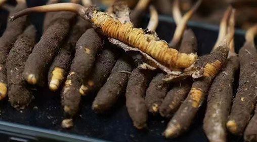 <a href=http://m.cyts-zx.com/xinxian/ target=_blank class=infotextkey>新<a href=http://m.cyts-zx.com/xinxian/ target=_blank class=infotextkey>鮮冬蟲夏草</a></a>發(fā)貨