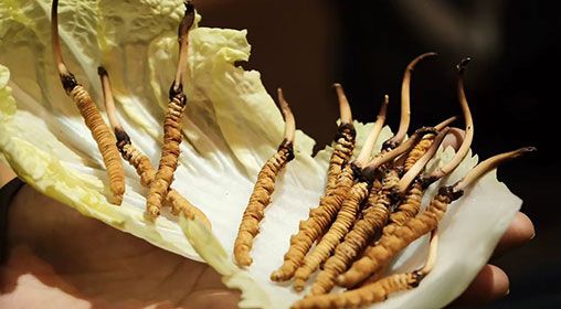 冷藏<a href=http://m.cyts-zx.com/xinxian/ target=_blank class=infotextkey>新<a href=http://m.cyts-zx.com/xinxian/ target=_blank class=infotextkey>鮮冬蟲夏草</a></a>   