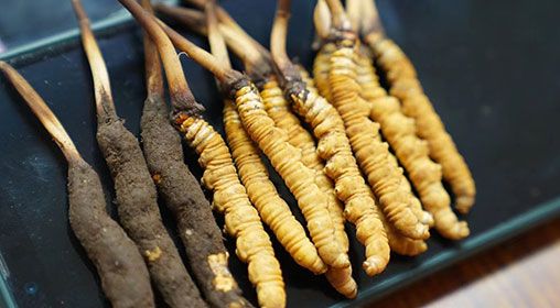 <a href=http://m.cyts-zx.com/xinxian/ target=_blank class=infotextkey>新<a href=http://m.cyts-zx.com/xinxian/ target=_blank class=infotextkey>鮮冬蟲夏草</a></a>做菜 