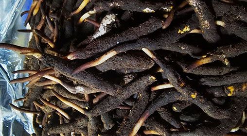 <a href=http://m.cyts-zx.com/xinxian/ target=_blank class=infotextkey>新<a href=http://m.cyts-zx.com/xinxian/ target=_blank class=infotextkey>鮮冬蟲夏草</a></a>產(chǎn)地