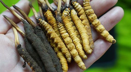 <a href=http://m.cyts-zx.com/xinxian/ target=_blank class=infotextkey>新<a href=http://m.cyts-zx.com/xinxian/ target=_blank class=infotextkey>鮮冬蟲夏草</a></a>服用