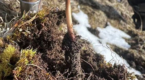 蟲草的營養(yǎng)價(jià)值:科學(xué)解讀"軟黃金"的神奇功效