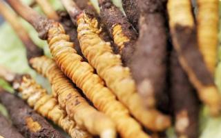 如何鑒別真假蟲草？教你幾招！