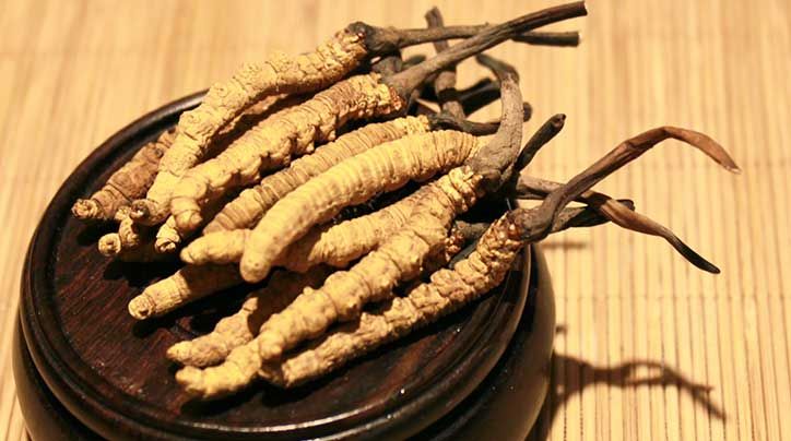 冬蟲夏草的價格一克：為何如此昂貴？