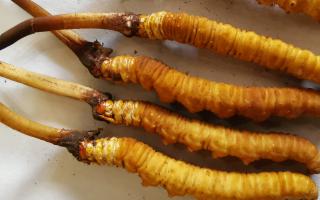 冬蟲夏草泡酒最佳配方：滋補(bǔ)養(yǎng)生，強(qiáng)身健體