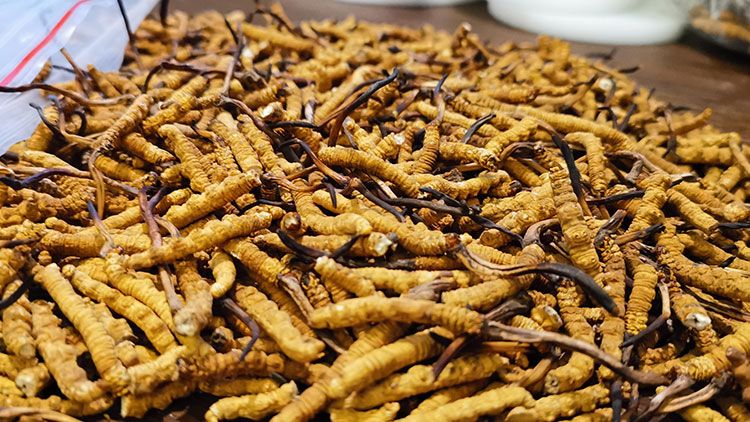 冬蟲夏草價(jià)格解析：2024年市場行情指南