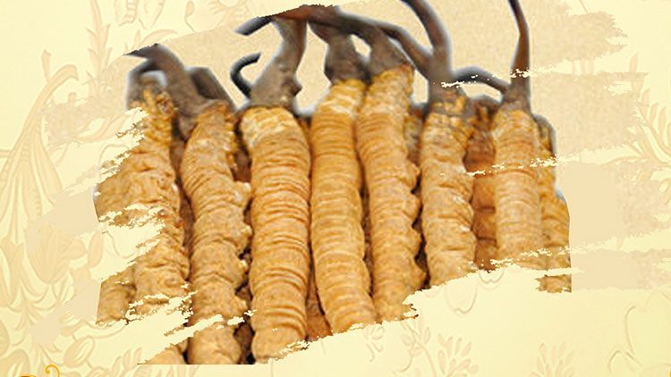 冬蟲夏草御寒效果好嗎？科學(xué)解讀其抗寒機(jī)制