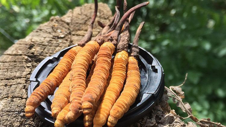 蟲(chóng)草是什么?揭秘"軟黃金"的奧秘