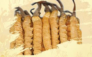 冬蟲夏草御寒效果好嗎？科學(xué)解讀其抗寒機(jī)制