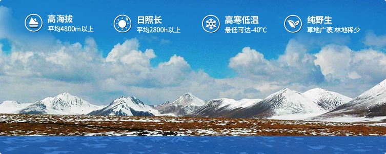 為什么說(shuō)西藏那曲的冬蟲(chóng)夏草，是品質(zhì)最好的蟲(chóng)草！