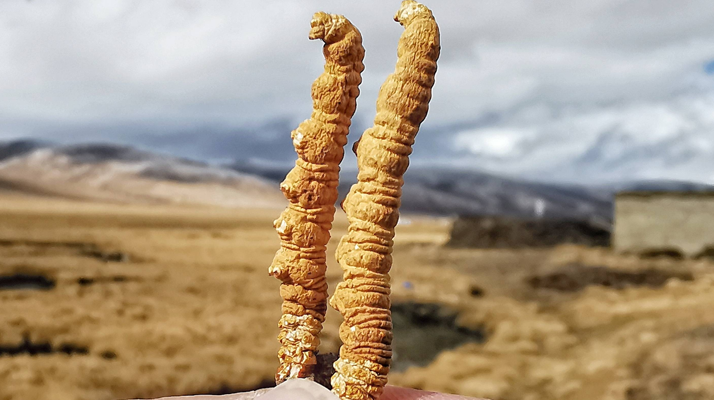 全球<a href=http://m.cyts-zx.com/ target=_blank class=infotextkey>冬蟲夏草</a>核心產(chǎn)地分布圖鑒（2024最新版）