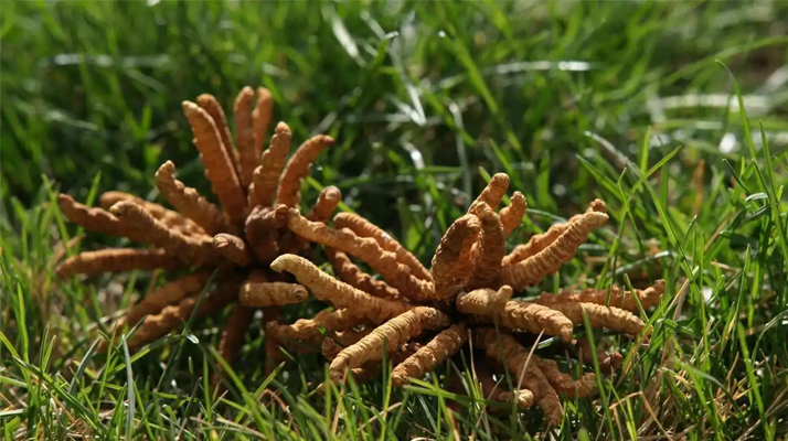 回收<a href=http://m.cyts-zx.com/jiage/ target=_blank class=infotextkey>冬蟲(chóng)夏草多少錢(qián)</a>