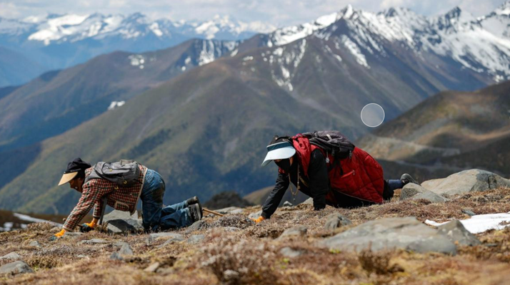 扎拉鄉(xiāng):冬蟲(chóng)夏草的黃金產(chǎn)地