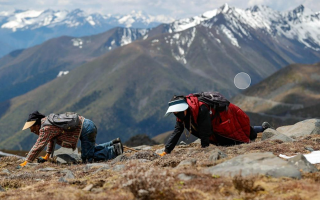 扎拉鄉(xiāng)：冬蟲(chóng)夏草的黃金產(chǎn)地