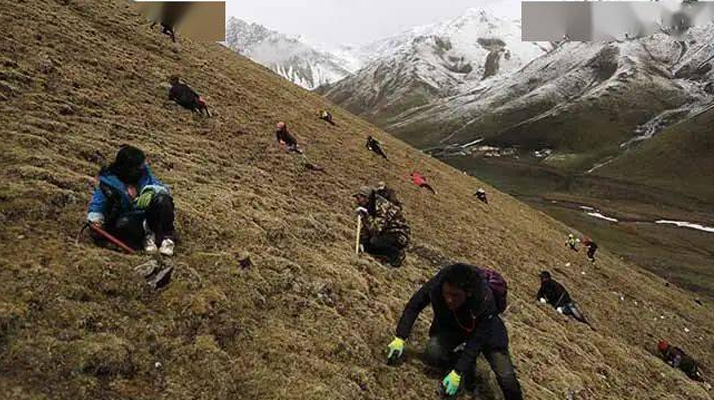 野生冬蟲(chóng)夏草一斤多少錢？