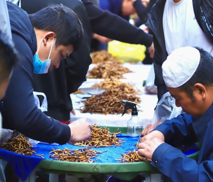 西寧冬蟲(chóng)夏草交易中心:蟲(chóng)草貿(mào)易的核心樞紐