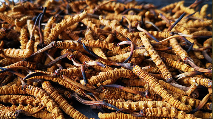 <a href=http://m.cyts-zx.com/xinxian/ target=_blank class=infotextkey>新<a href=http://m.cyts-zx.com/xinxian/ target=_blank class=infotextkey>鮮冬蟲夏草</a></a>曬干全攻略：留住營養(yǎng)的科學(xué)方法