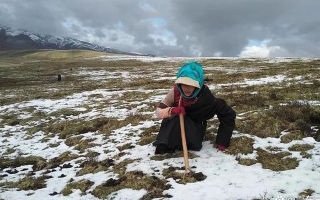 高原時(shí)節(jié)：探尋冬蟲夏草的最佳采摘季