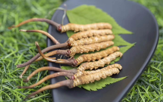 鮮冬蟲(chóng)夏草價(jià)格揭秘：一根究竟值多少錢(qián)？